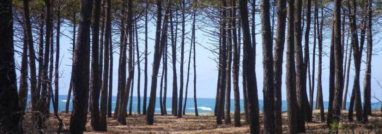 Un DJ mariage professionnel dans les Landes